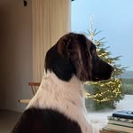 Ollie Vanhoutte - @ollie_van_de_madoine - Instagram