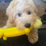 Ollie Webber - @ollie.does.is.play - Instagram