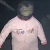 Ollie Wheeler - @swi.ow16 - TikTok