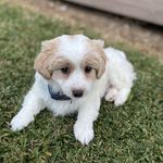 Ollie - @olliewitt_thecavoodle - Instagram