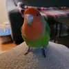 myollybird - @myollybird - TikTok