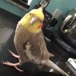 @olly.birdie - Instagram