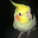 Olly🐣 - @olly.bird - Instagram