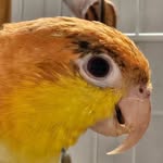 Olly - @olly.birds2 - Instagram
