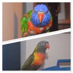 OllyBirdZigZigBuddy - @ollybirdandzigzig - Instagram
