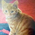 Olly Brown - Facebook