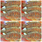 ollybrown fish supplies - @ollybrown_fish_supplies - Instagram