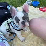 Olly The Frenchie - @olly_ellis_the_frenchie - Instagram