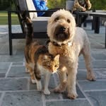 Stenhouse animals 💛 - @olly_luke_harper - Instagram