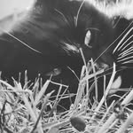 Olly Horne - @ollycat6 - Instagram