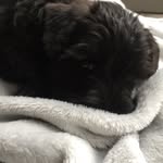 Olly Miller - @the_dog_zigy - Instagram