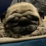 Olly Perry - @olly.puggington - Instagram