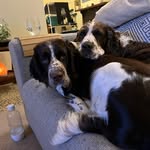 ollie + quinn - @ollieandquinn.springer - Instagram