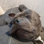 Ollyquinn1 - @ollyquinn1 - Instagram