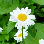 @_olly_rose_ - Instagram