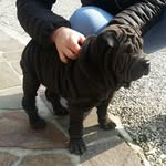 oliver - @olly_sharpei - Instagram