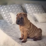Olly 🐾 - @ollysharpei - Instagram