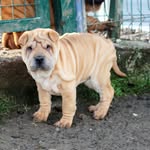 Olly Sharpei - @sharpei_olly - Instagram