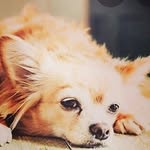 olly waggytail stone - @doggyolly16 - Instagram