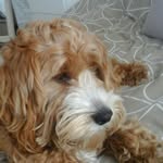 olly thomas - @offixal_olly - Instagram