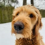 Oliver 🐶❤️ - @ollywally.doodlepoodle - Instagram