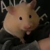 Olly - @olly._.wall - TikTok