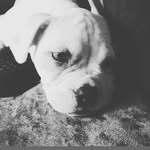 Olly Wallace - @olly.wallace.739 - Instagram