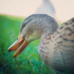 Olly Warren - @photoswitholly - Instagram