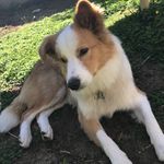 Olly West & Finley Cruz - @bordercolliesofwa - Instagram