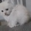 omair shaikh - @omair.shaikh - TikTok