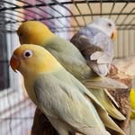 Abu Omar Bird Farm - @abu_omar_bf - Instagram
