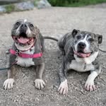 Omar & Lady Bird - @omarandhisladybird - Instagram