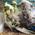 Omar Bird - Facebook