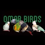Omar Birds - @omarbirds - Instagram