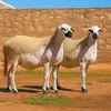 اعنام الدمان في القيراوان - @omarbouhouch478 - TikTok