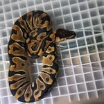 Omar Boyce - @snake_boss246 - Instagram
