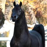 Omar Boyd - @omarbodi0149 - Instagram