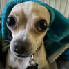 Thomas - @omar.bucio78 - TikTok