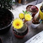 omarcosta - @omarcosta51 - Instagram