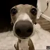 Andres Falcon - @omar.falcon1 - TikTok