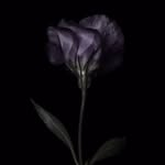 Omar Ahmed Homsi - @_omar_homsi_ - Instagram