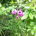 Omar McFarlane - Facebook