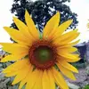 Mulla Omar - @mulla.omar2 - TikTok