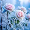 Omar Sayeed - @omar.sayeed0 - TikTok