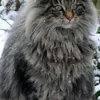 Omar Sharief - @omar.sharief1 - TikTok