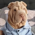 Lord Sesshomaru🐕 - @sesshomaru.the.sharpei - Instagram