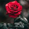 عمر سیدانی - @omarsidani54 - TikTok