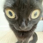 @omarsise12 - Instagram