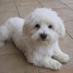 Bichon Frisé - @omar.d.skinner - Instagram