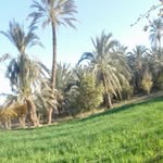 عمرسپاهیان - @omar.spahiean - Instagram